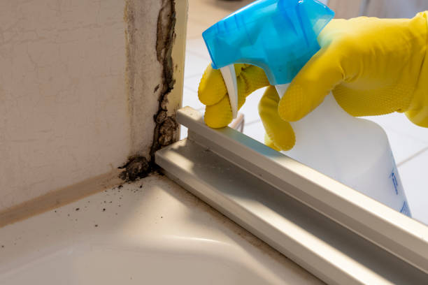 Best Commercial Mold Remediation in Grand Island, NE
