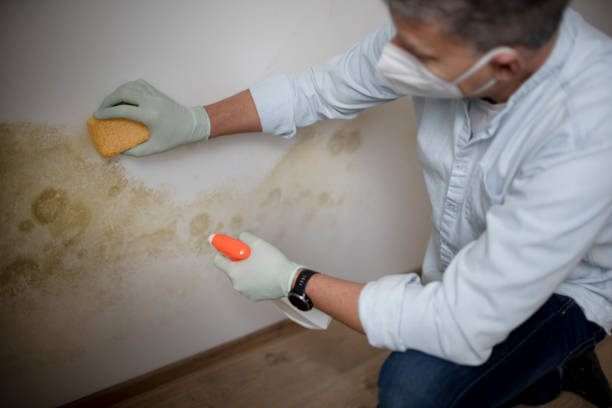 Best Bathroom Mold Remediation in Grand Island, NE