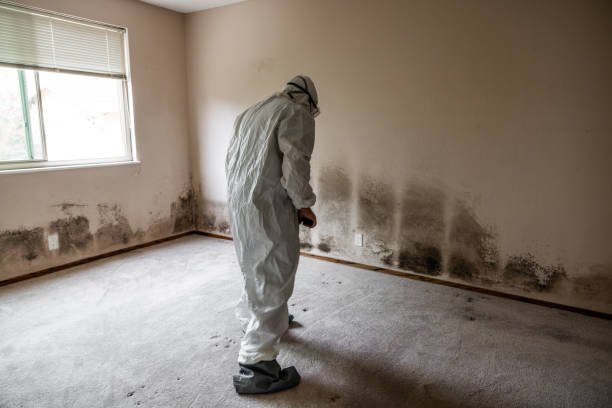 Best DIY Mold Remediation Support Services in Grand Island, NE
