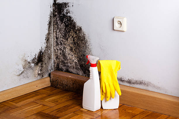 Trusted Grand Island, NE Mold Remediation Experts